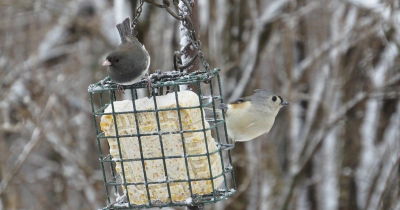 Nourrir les oiseaux du jardin en hiver, mode d'emploi concret