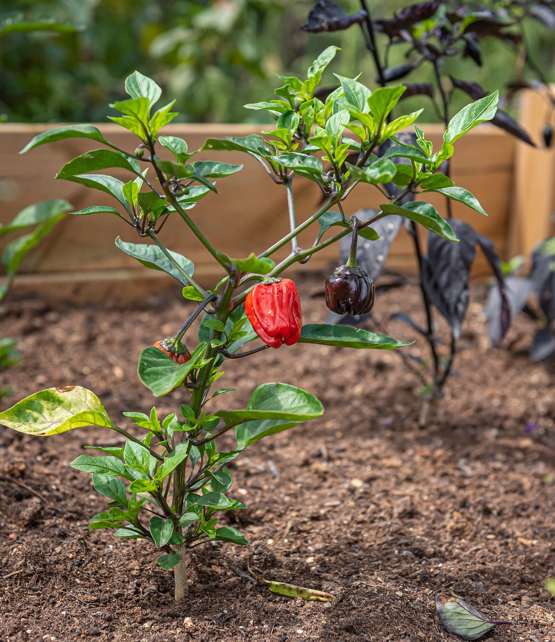 Créer un potager surélevé : conseils et astuces pour débutants