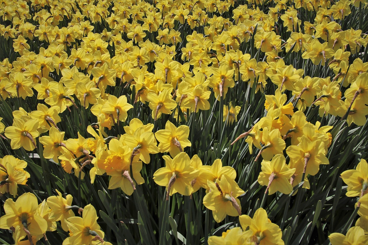 éclairage de jardin solaire : illuminatez votre extérieur de manière écologique et économique grâce à nos solutions d'éclairage solaire performantes et faciles à installer.